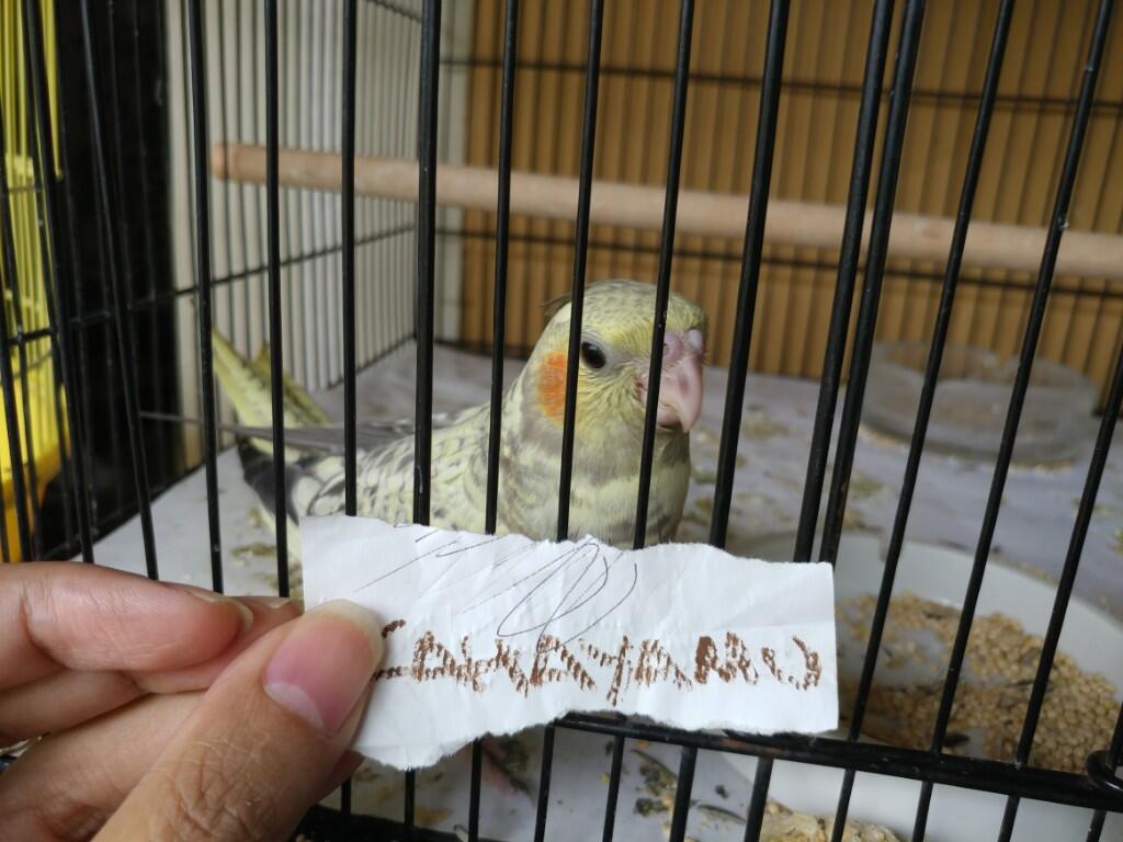 Serunya Merawat Burung Mungil Nan Pintar Dari Anakan Hingga Tumbuh Dewasa