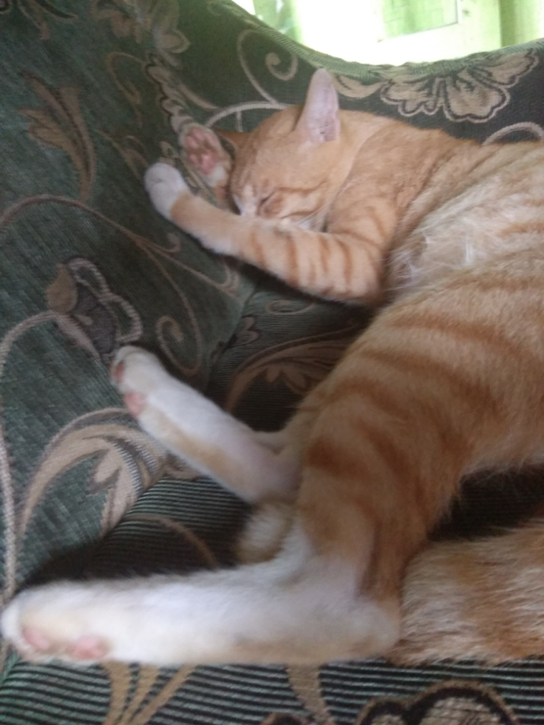 ACE, Kucing Oren Paling Bar Bar Sekampung