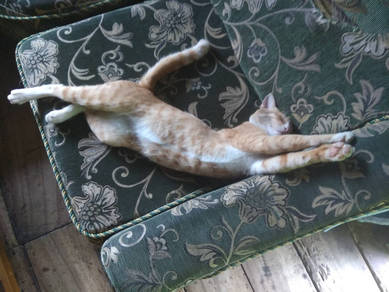 ACE, Kucing Oren Paling Bar Bar Sekampung
