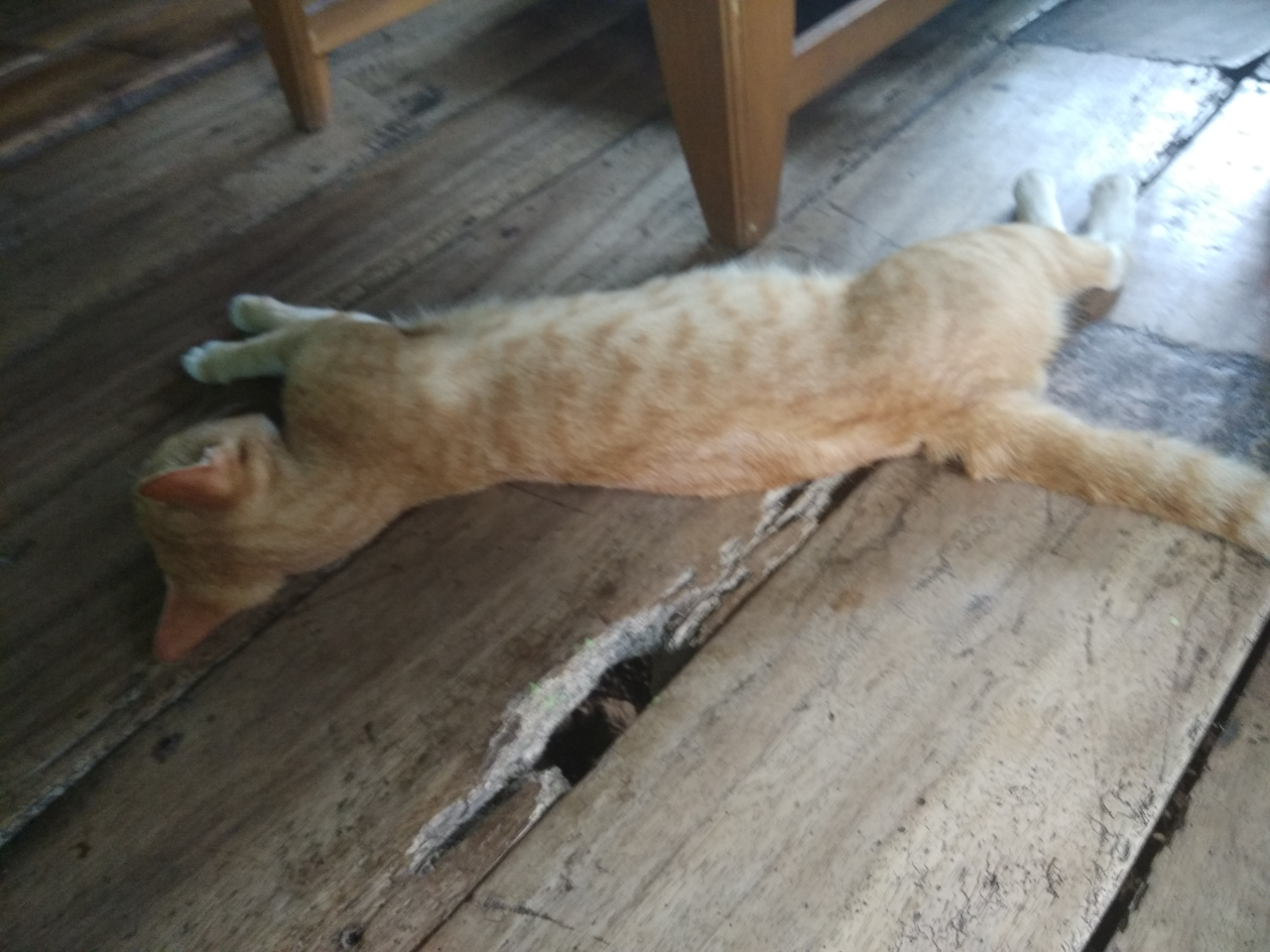 ACE, Kucing Oren Paling Bar Bar Sekampung