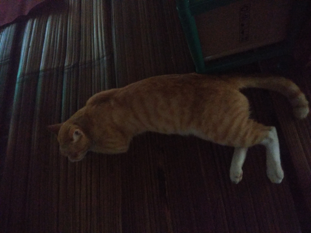 ACE, Kucing Oren Paling Bar Bar Sekampung