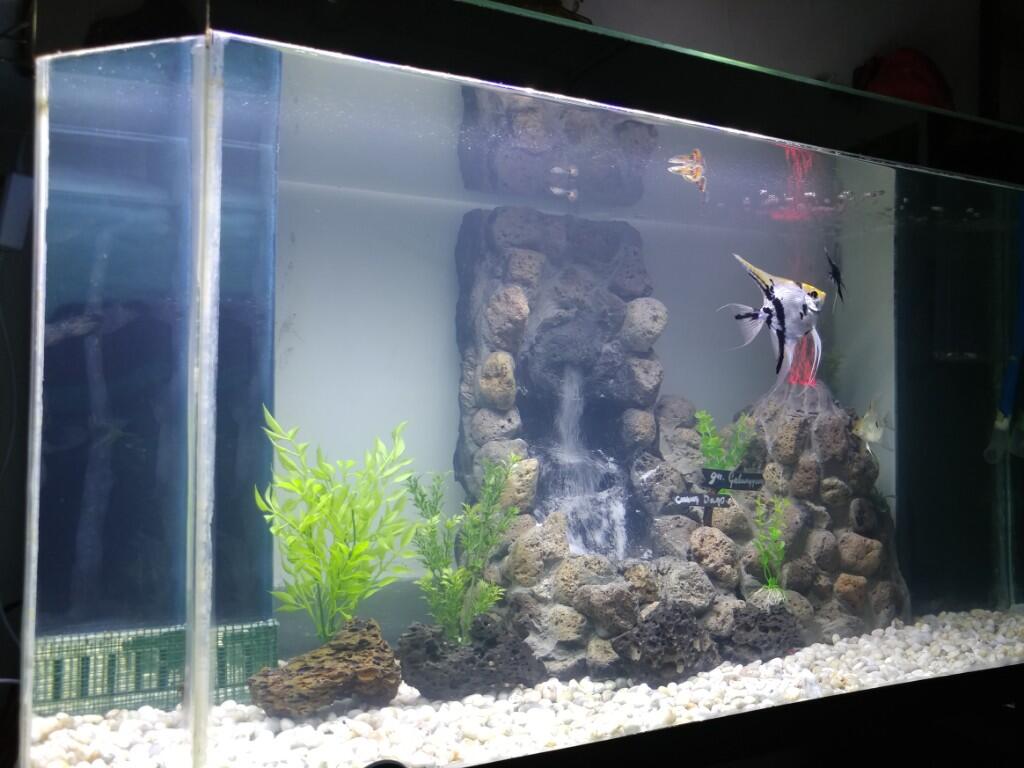 Deplo Si Manfish, Ikan Kesayangan Ane Yang Kini Tak Sendirian Lagi Di Akuarium