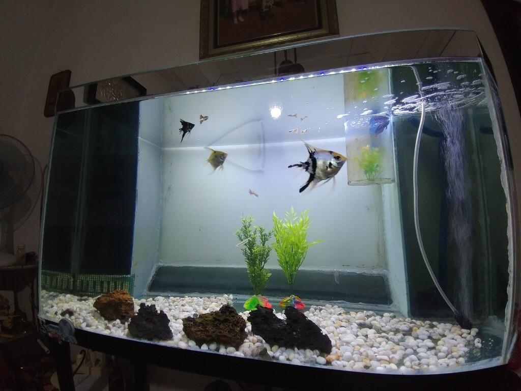 Deplo Si Manfish, Ikan Kesayangan Ane Yang Kini Tak Sendirian Lagi Di Akuarium