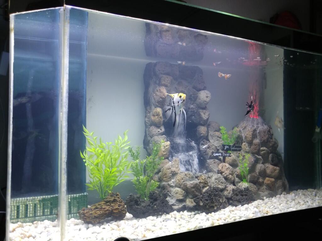 Deplo Si Manfish, Ikan Kesayangan Ane Yang Kini Tak Sendirian Lagi Di Akuarium