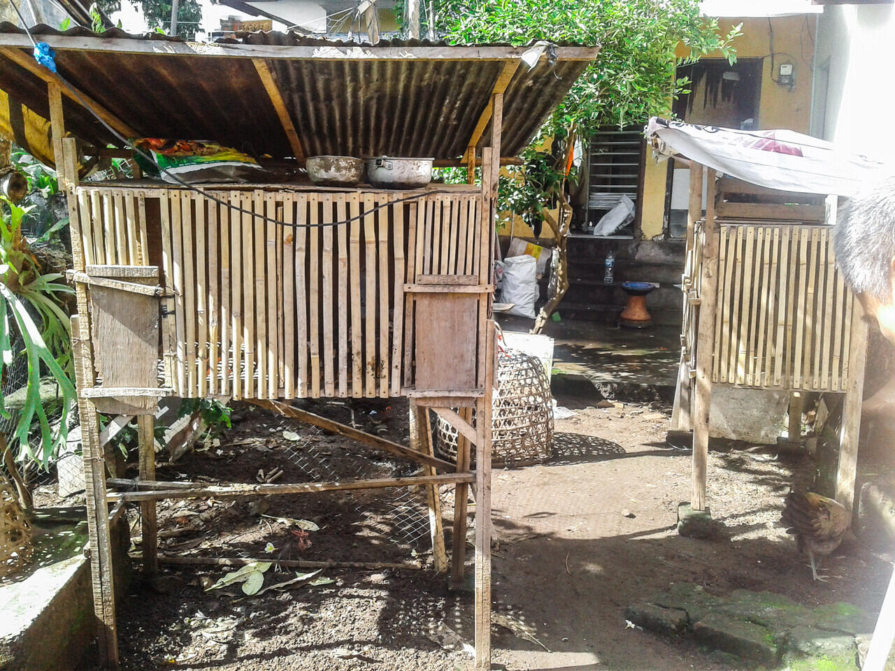 Mudahnya Memelihara Ayam Petarung, Bisa Menjadi Peluang Bisnis yang Menjanjikan