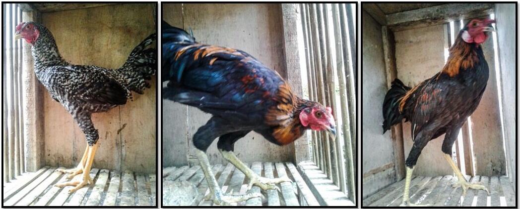  Mudahnya Memelihara Ayam Petarung, Bisa Menjadi Peluang Bisnis yang Menjanjikan