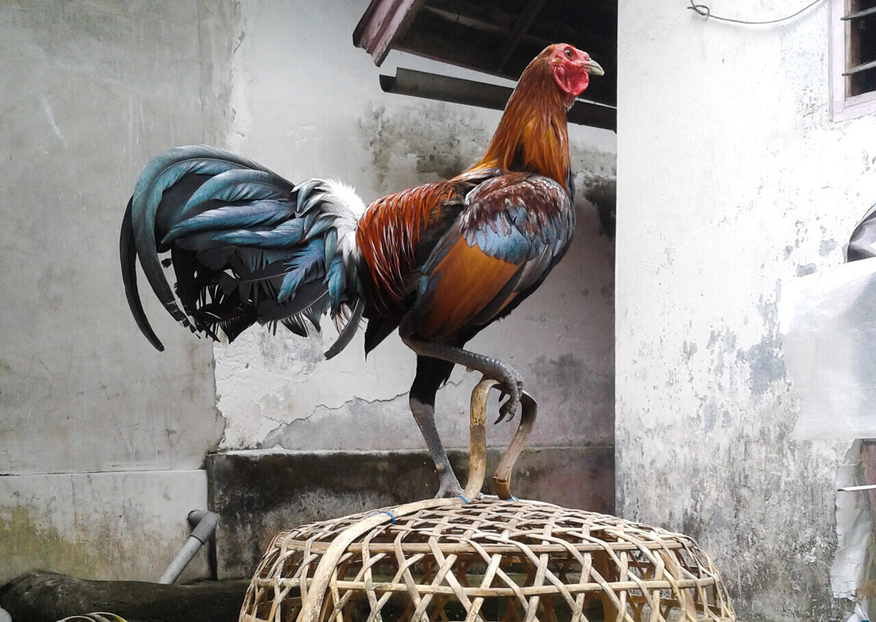 Mudahnya Memelihara Ayam Petarung, Bisa Menjadi Peluang Bisnis yang Menjanjikan