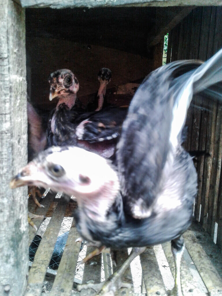 Mudahnya Memelihara Ayam Petarung, Bisa Menjadi Peluang Bisnis yang Menjanjikan