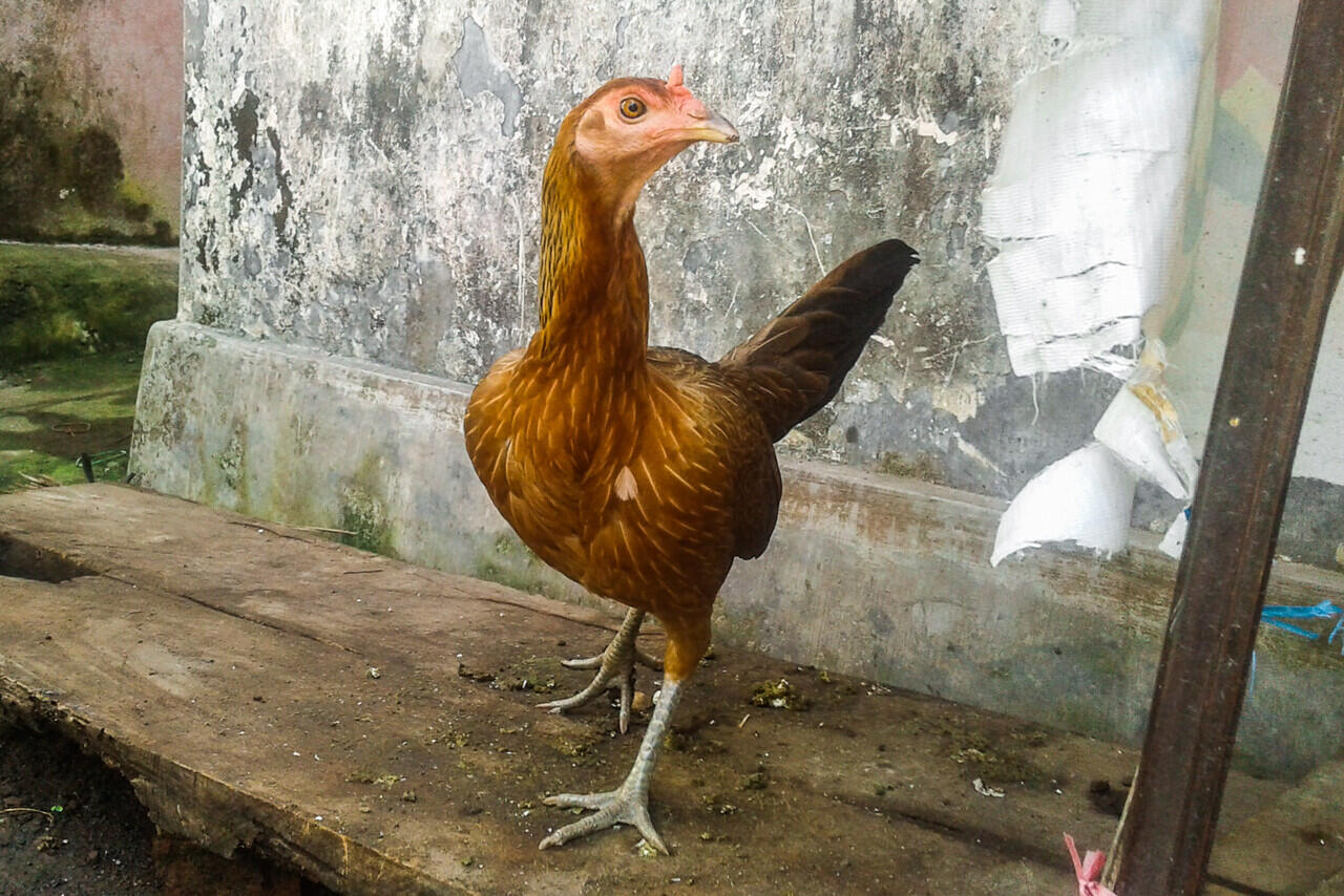 Mudahnya Memelihara Ayam Petarung, Bisa Menjadi Peluang Bisnis yang Menjanjikan