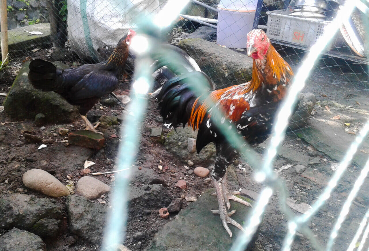 Mudahnya Memelihara Ayam Petarung, Bisa Menjadi Peluang Bisnis yang Menjanjikan