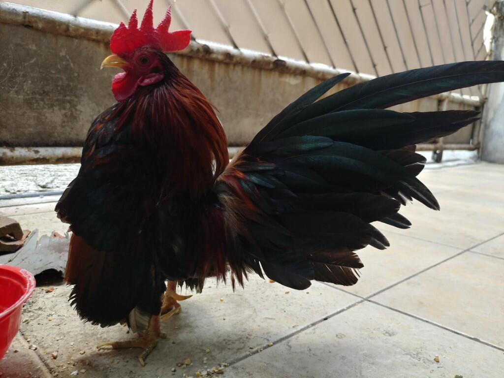 Berawal Pelihara Dari Anak Ayam, Lalu Berubah Jadi Ayam Serama Yang Lucu