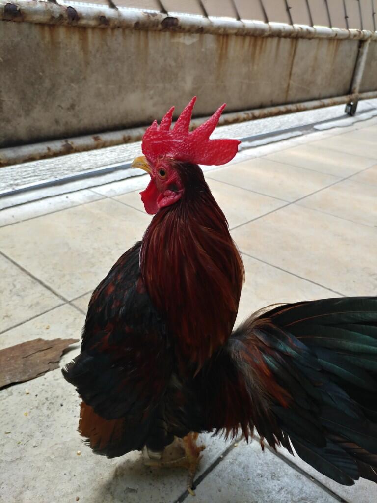 Berawal Pelihara Dari Anak Ayam, Lalu Berubah Jadi Ayam Serama Yang Lucu