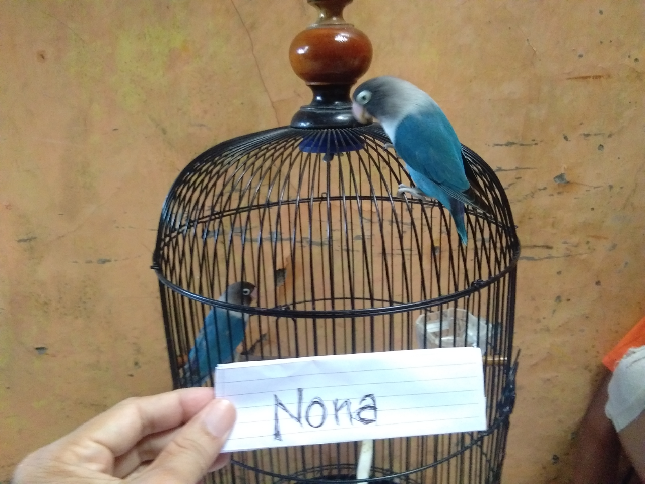 Fika Dan Fiki Burung Love Bird Yang Jinak