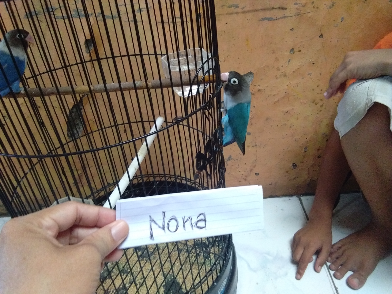 Fika Dan Fiki Burung Love Bird Yang Jinak