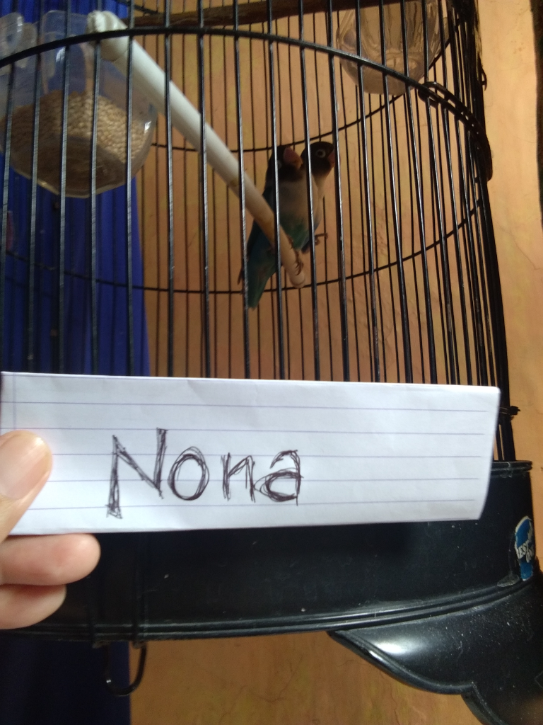 Fika Dan Fiki Burung Love Bird Yang Jinak