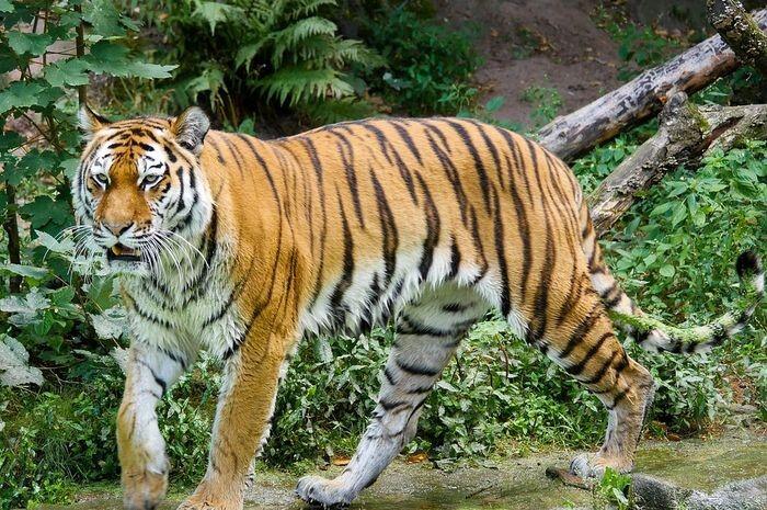 Kucing Besar di Kebun Binatang AS Terinfeksi Corona dari Penjaga Kebun Binatang!