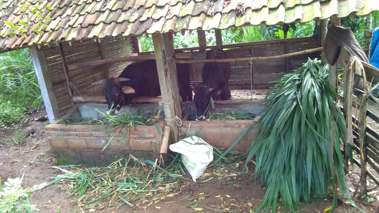 Memanfaatkan Momen Stay At Home dengan Memelihara Sapi, Siapa Takut?