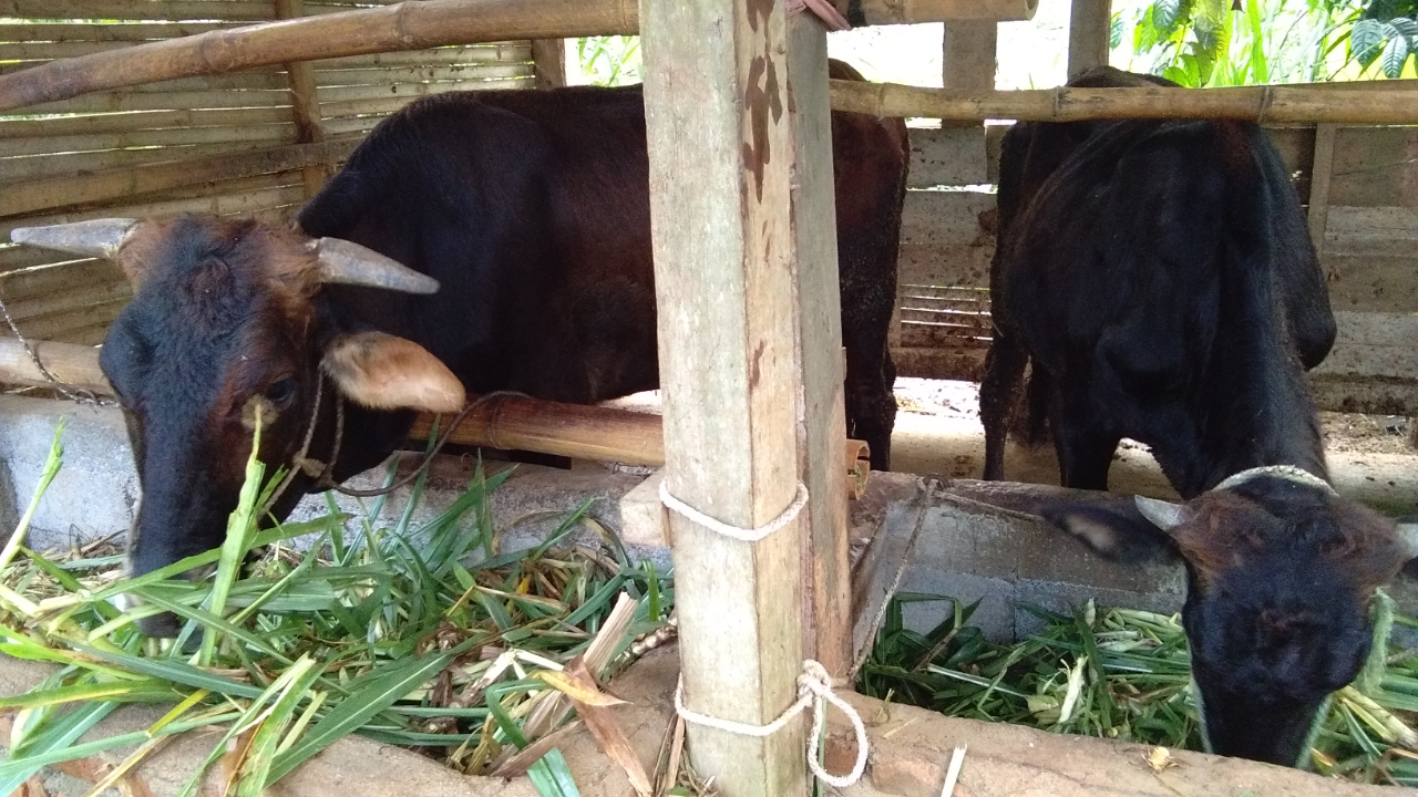 Memanfaatkan Momen Stay At Home dengan Memelihara Sapi, Siapa Takut?
