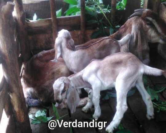 Kambing Ane Jenis Etawa, Sumber Rezeki Bagi Keluarga! KASKUS