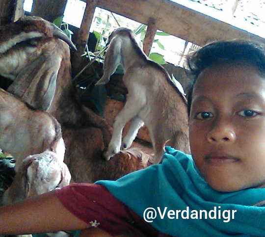 Kambing Ane Jenis Etawa, Sumber Rezeki Bagi Keluarga!