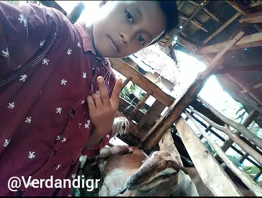 Kambing Ane Jenis Etawa, Sumber Rezeki Bagi Keluarga!