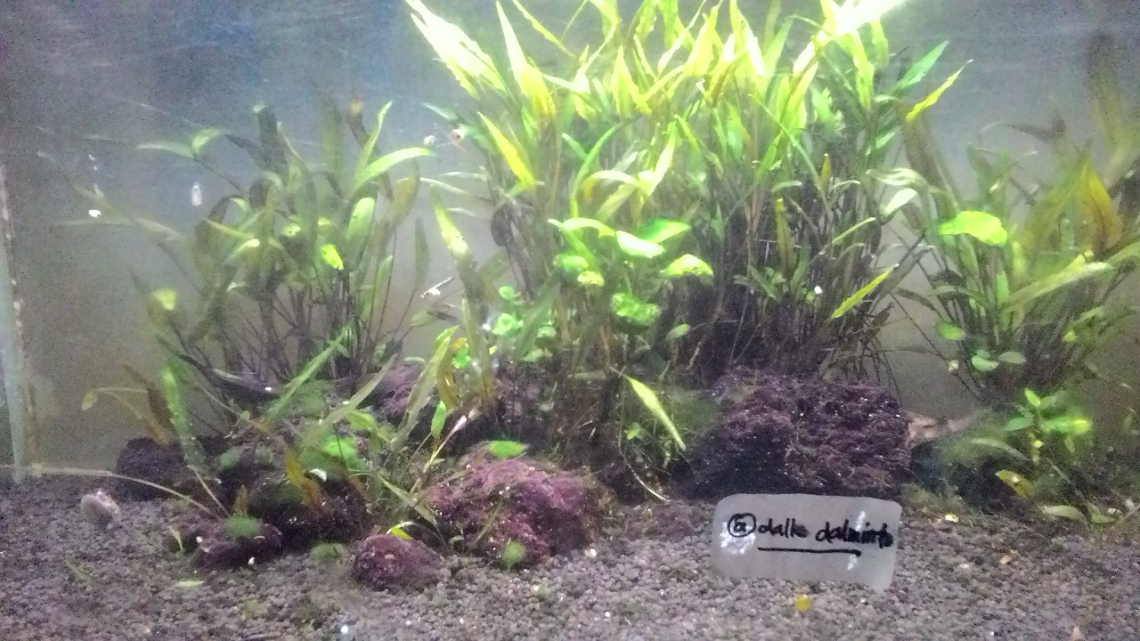 "Kenapa Duniaku Kotak, Tak Sebulat Duniamu?" Tanya Ikan-ikan di Akuariumku