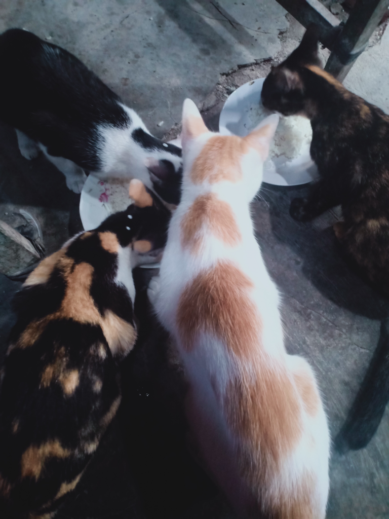 Luksi dan Lexy Empuss Kesayangan yang Jago Mijat