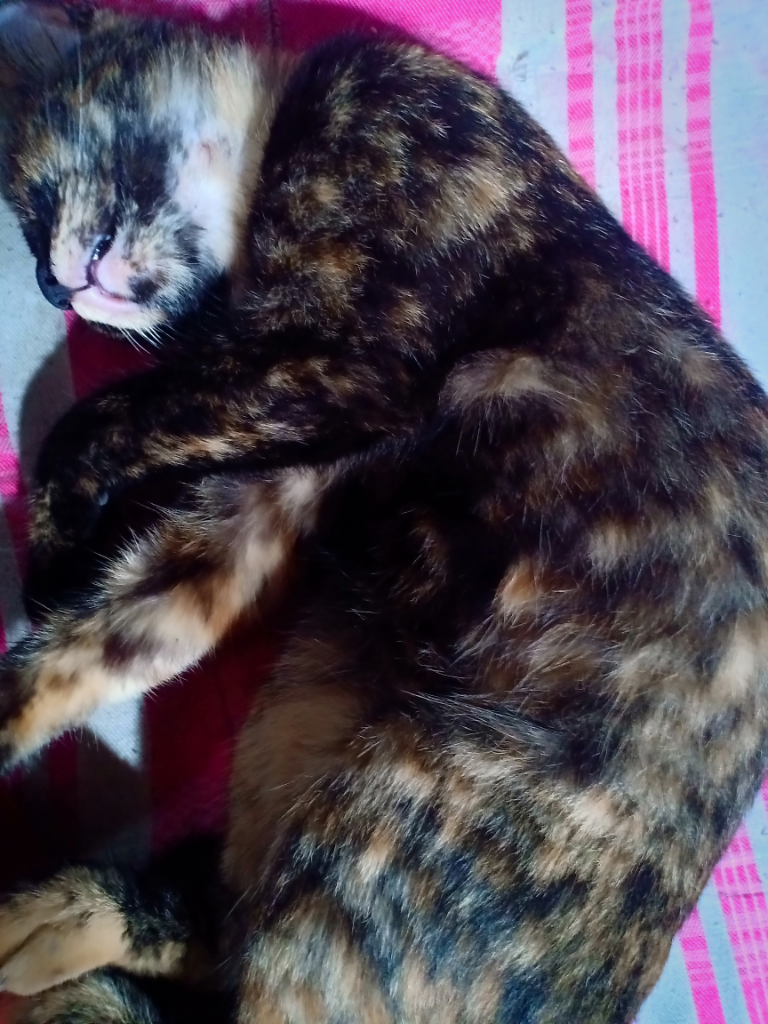 Luksi dan Lexy Empuss Kesayangan yang Jago Mijat