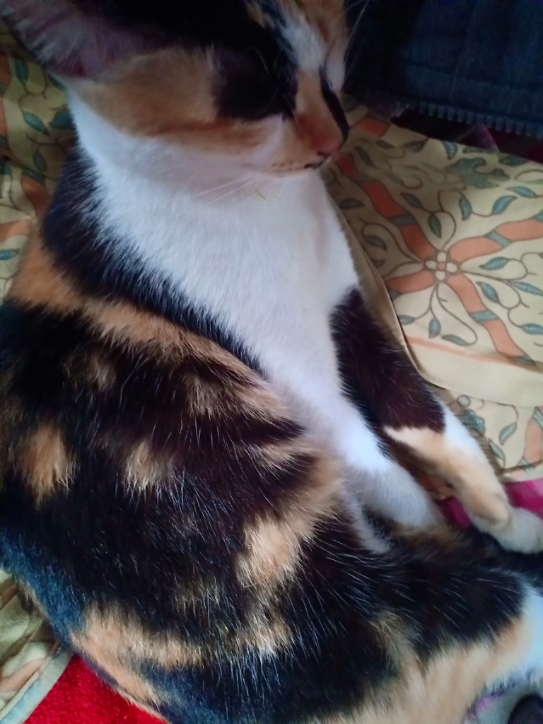 Luksi dan Lexy Empuss Kesayangan yang Jago Mijat