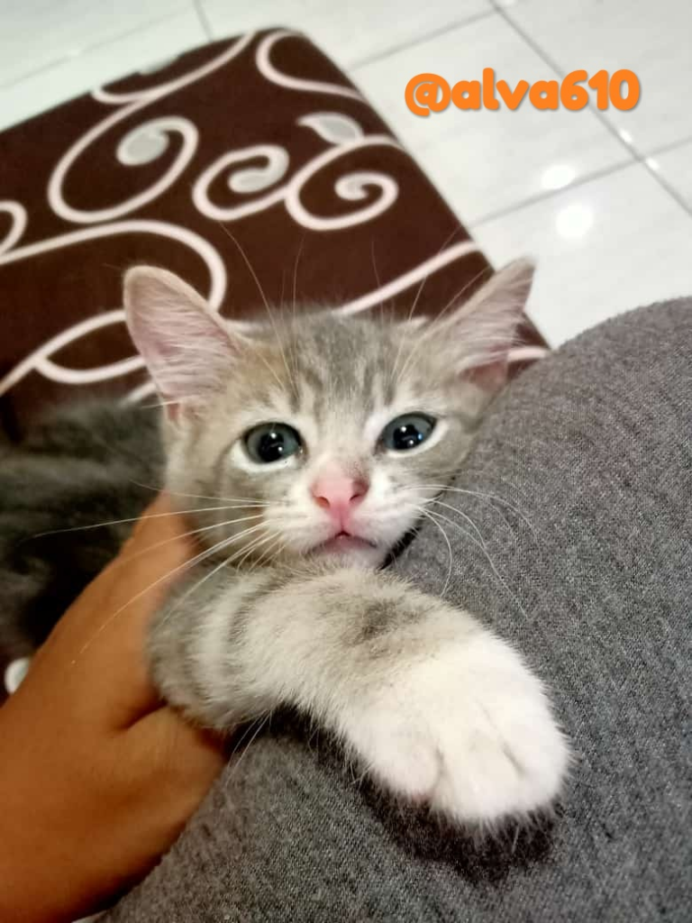 Memelihara Kucing, Banyak Manfaatnya saat Social Distancing