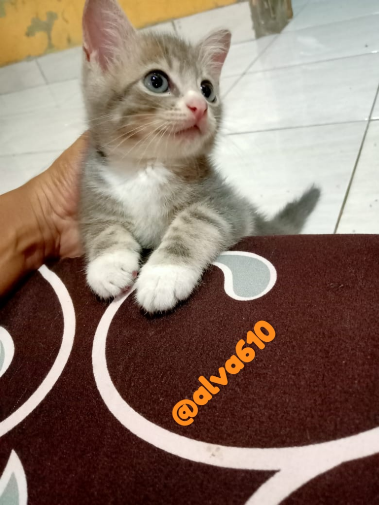 Memelihara Kucing, Banyak Manfaatnya saat Social Distancing