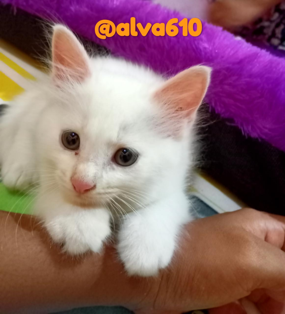 Memelihara Kucing, Banyak Manfaatnya saat Social Distancing