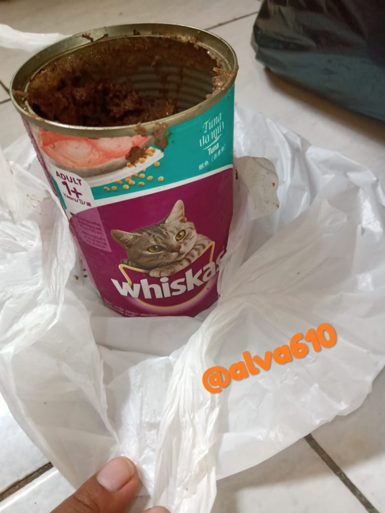 Memelihara Kucing, Banyak Manfaatnya saat Social Distancing