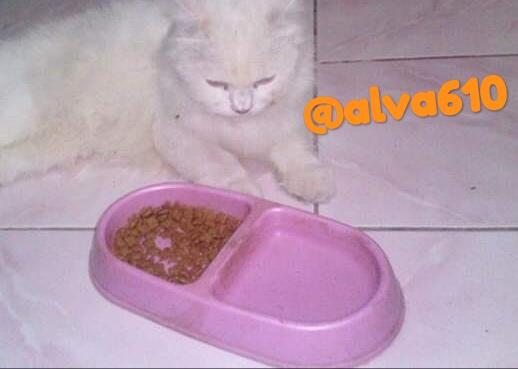 Memelihara Kucing, Banyak Manfaatnya saat Social Distancing