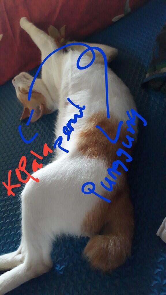 Antara Corona, Stay At Home dan Omengkubusug