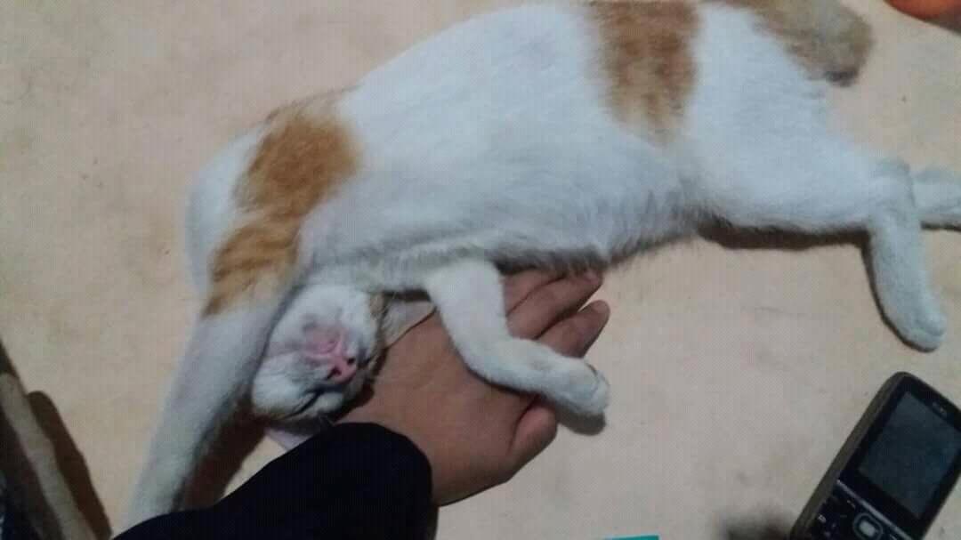 Antara Corona, Stay At Home dan Omengkubusug