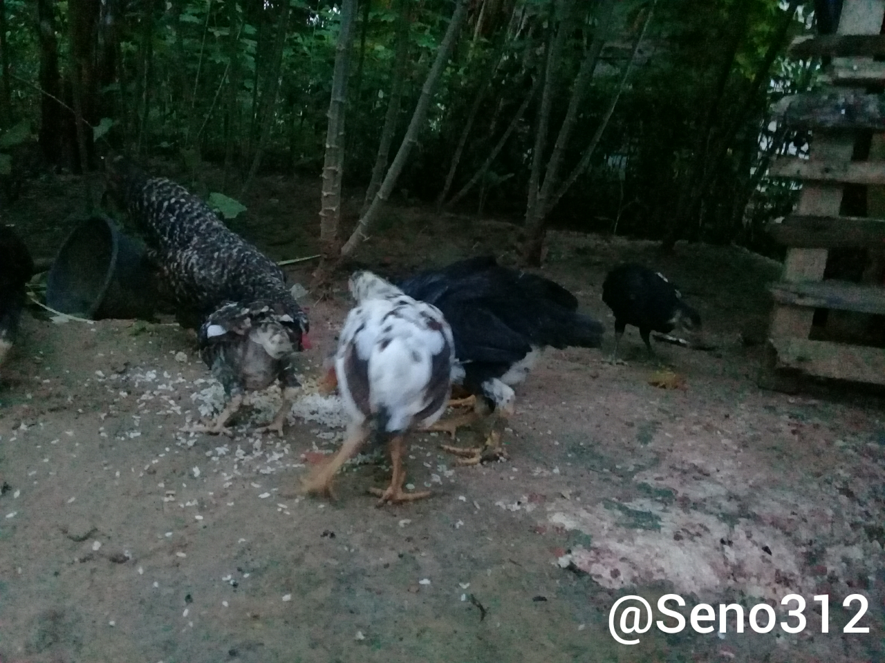 Cara Pelihara Ayam Itu Gampang, Tapi Hasil dan Keuntungannya Bukan Main! Nih Buktinya