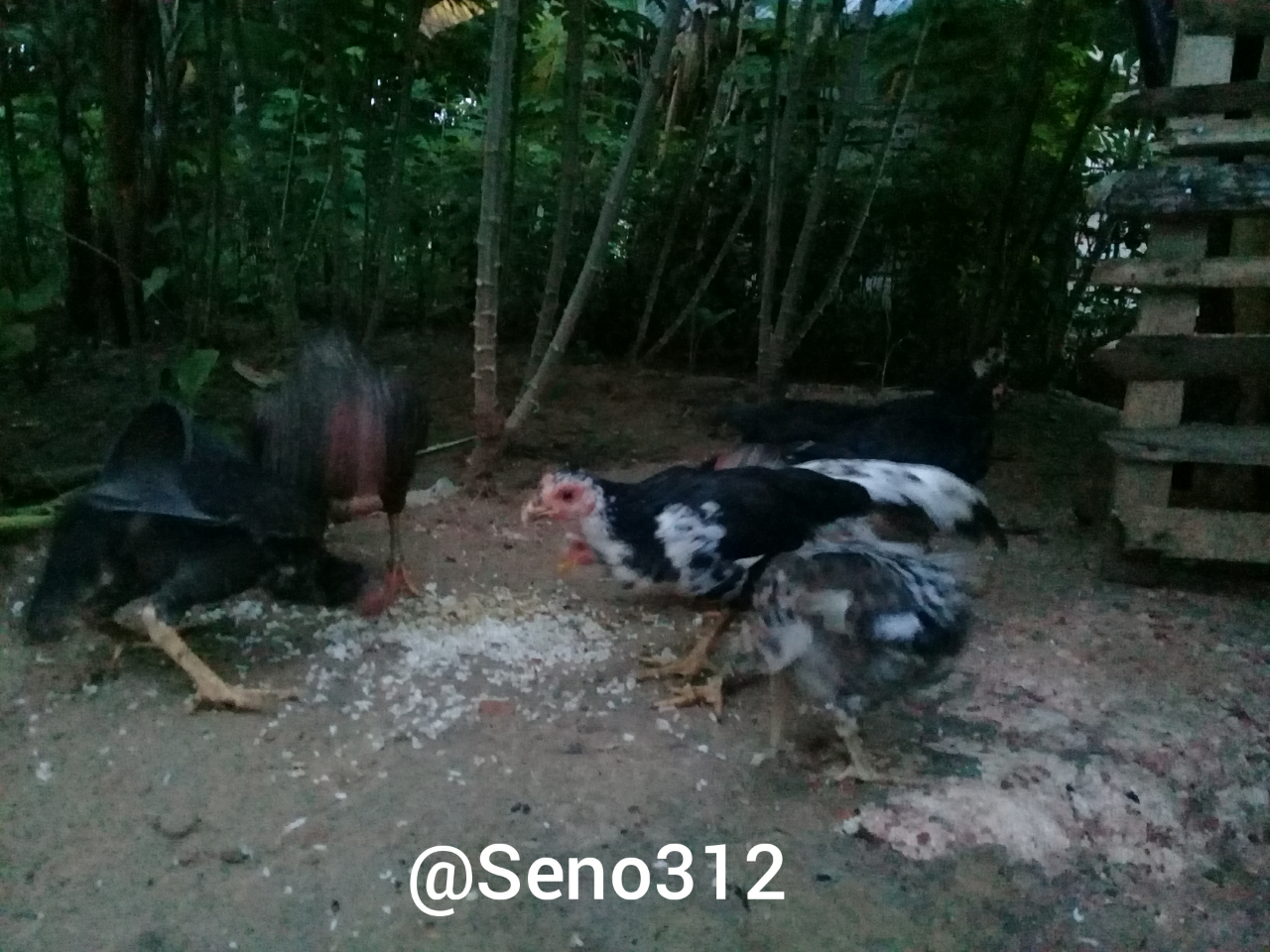 Cara Pelihara Ayam Itu Gampang, Tapi Hasil dan Keuntungannya Bukan Main! Nih Buktinya