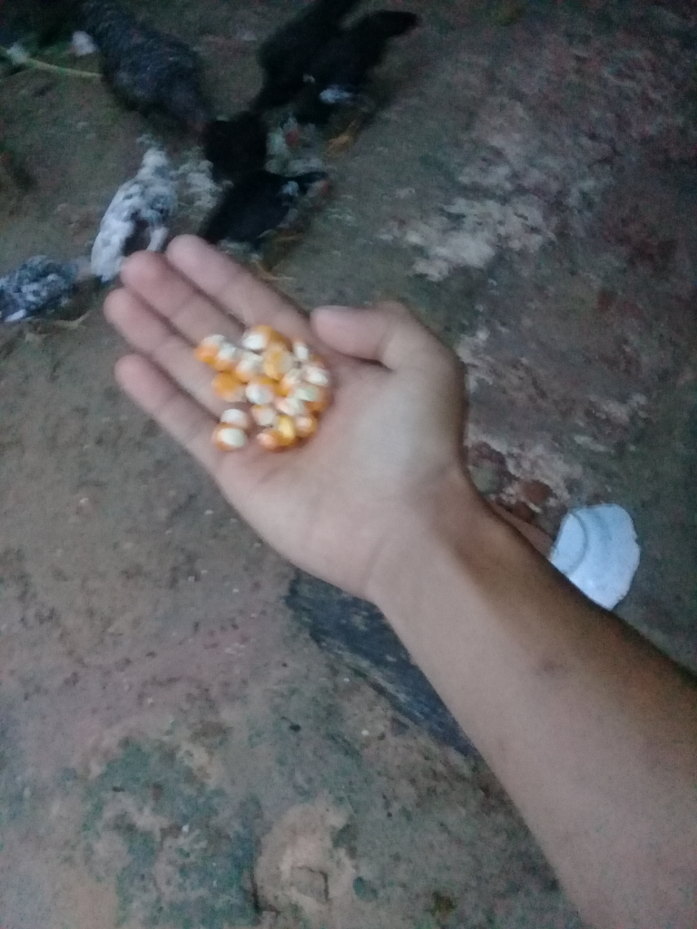 Cara Pelihara Ayam Itu Gampang, Tapi Hasil dan Keuntungannya Bukan Main! Nih Buktinya