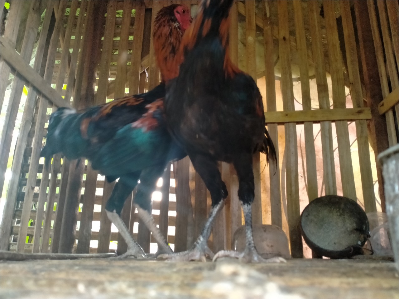 Asyiknya Pelihara Ayam Bangkok, Menyenangkan dan Menguntungkan Gan!