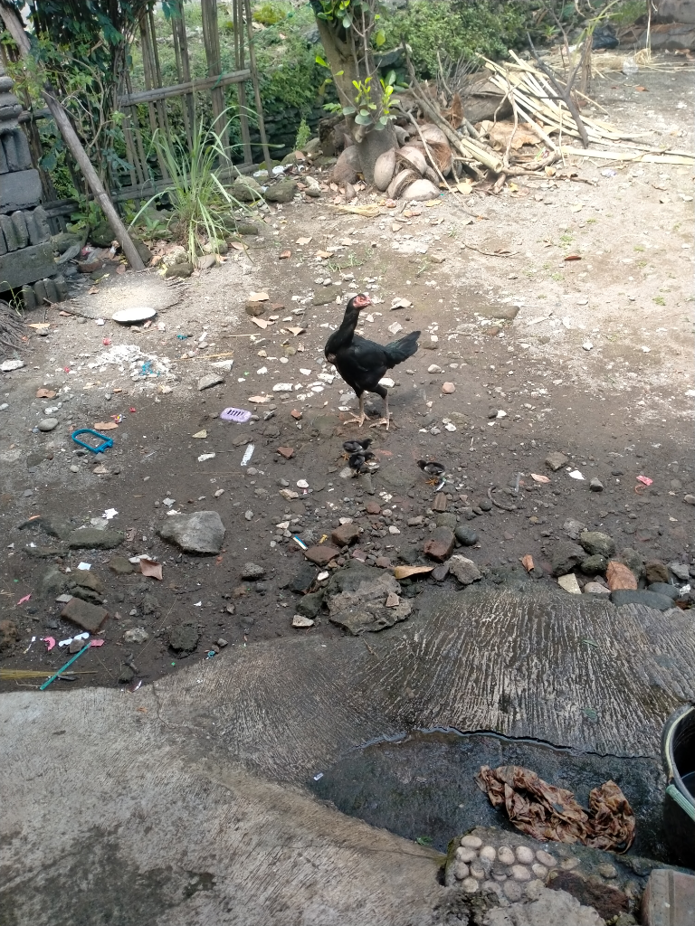 Asyiknya Pelihara Ayam Bangkok, Menyenangkan dan Menguntungkan Gan!