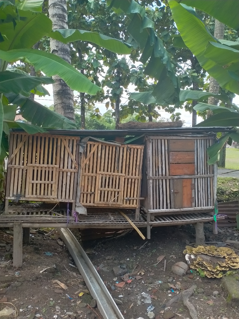 Asyiknya Pelihara Ayam Bangkok, Menyenangkan dan Menguntungkan Gan!