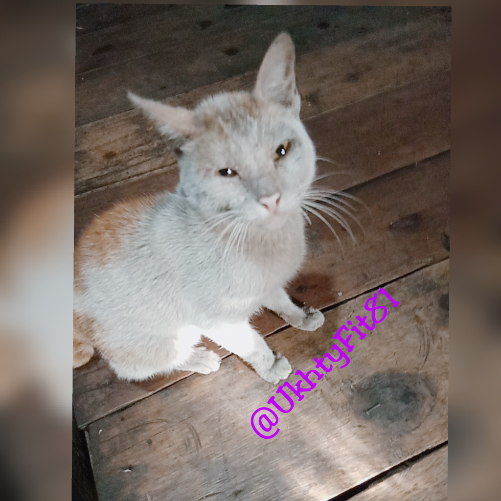 Mpusi, Kucing Kesayangan Selalu Membuat Bangga!