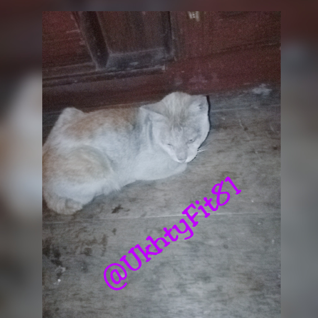 Mpusi, Kucing Kesayangan Selalu Membuat Bangga!