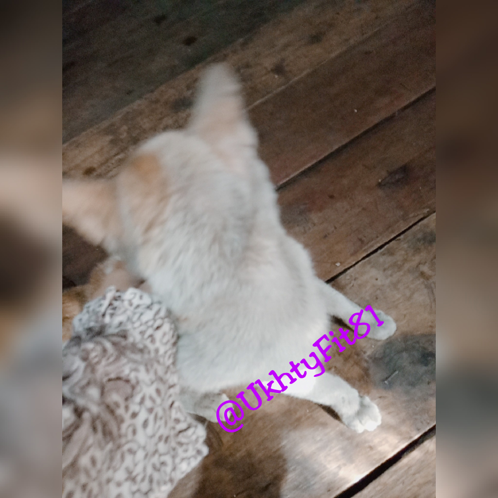 Mpusi, Kucing Kesayangan Selalu Membuat Bangga!
