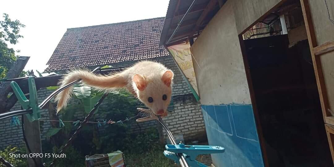 Pelihara Musang Dijamin Nggak Nyesel
