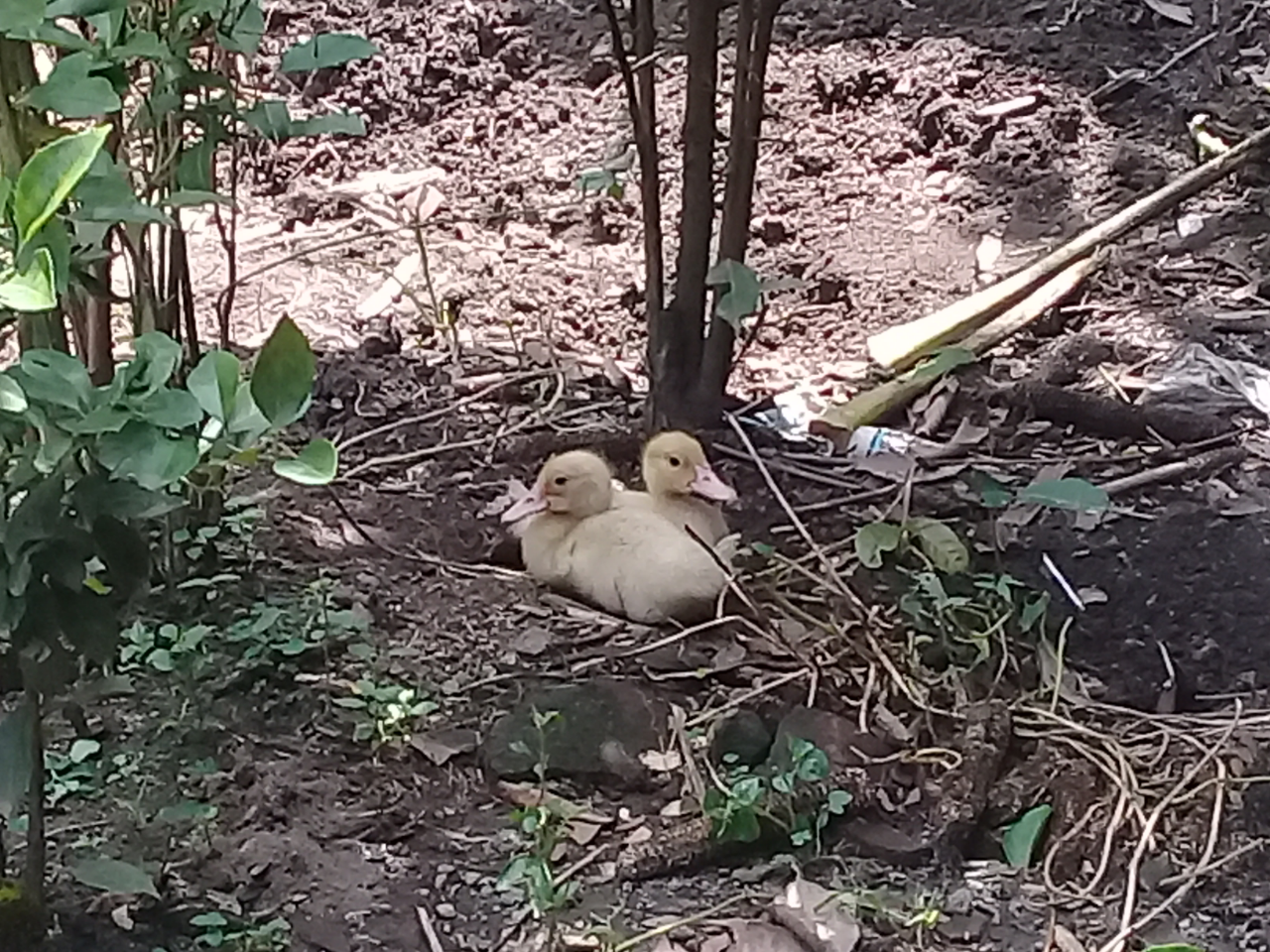Anak Entok Peliharaanku