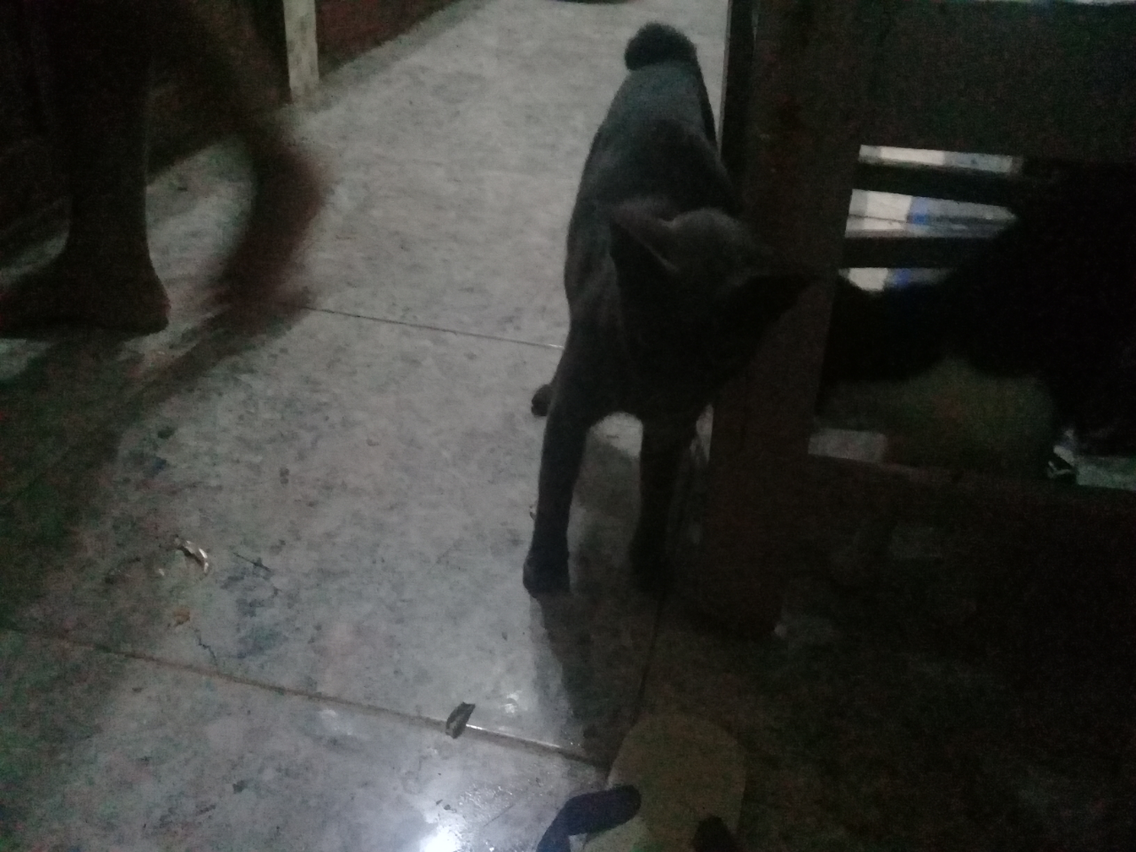 Kucing Tak Bertuan Selalu Hadir Di Rumahku ...meong