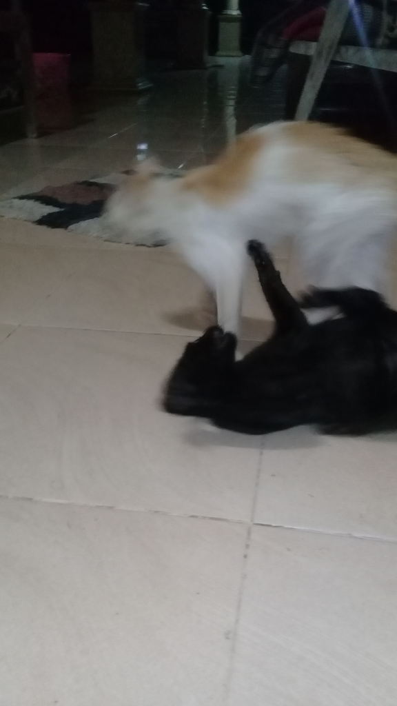 Kucing Tak Bertuan Selalu Hadir Di Rumahku ...meong