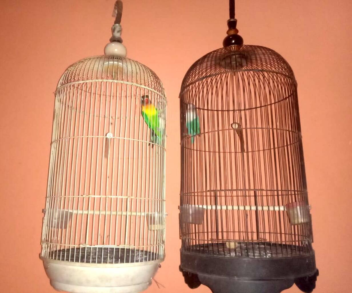 Lovebird, Si Burung Setia